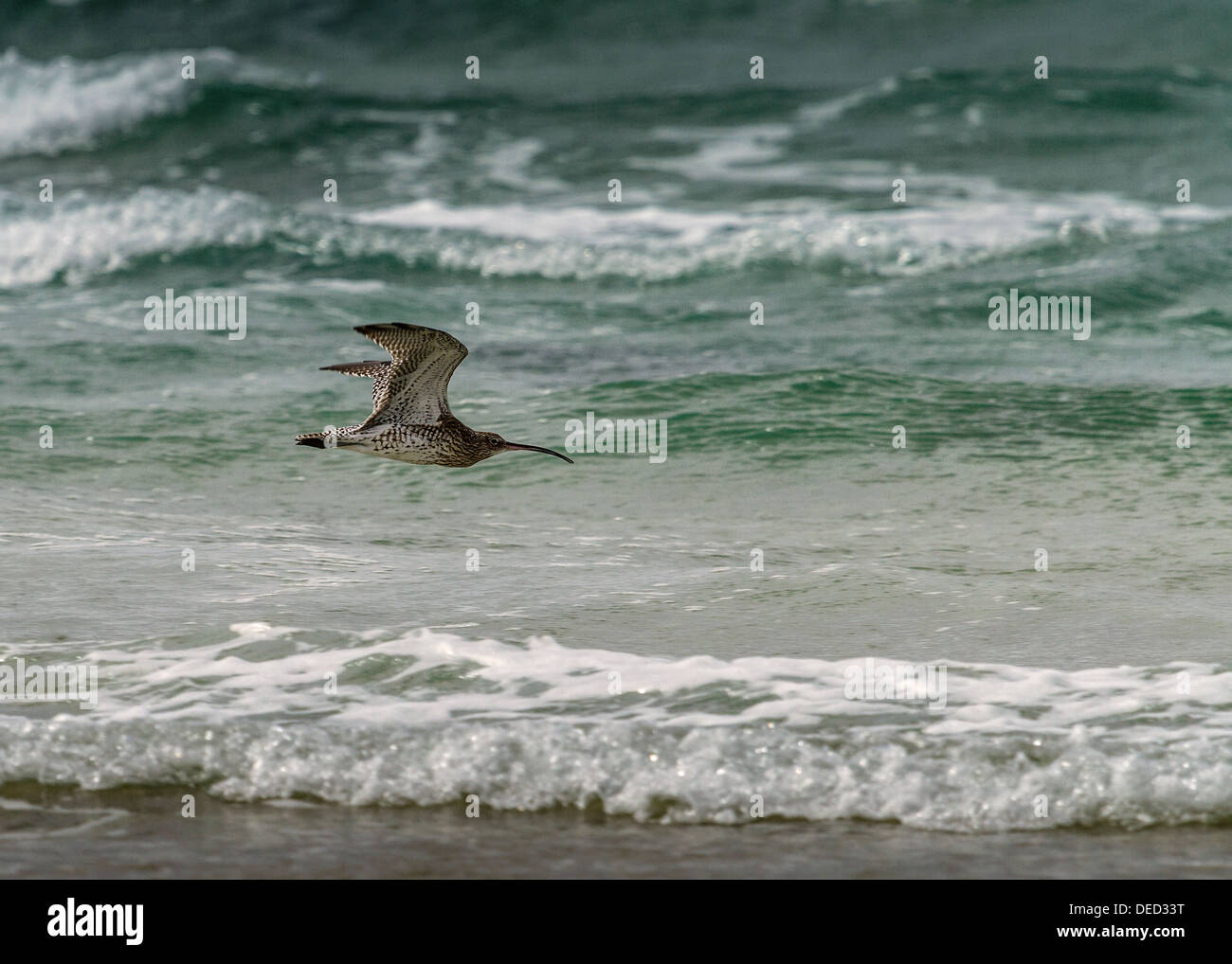 Curlew im Flug über Constantine Bay Cornwall Stockfoto Curlew im Flug über Constantine Bay Cornwall Stockfoto