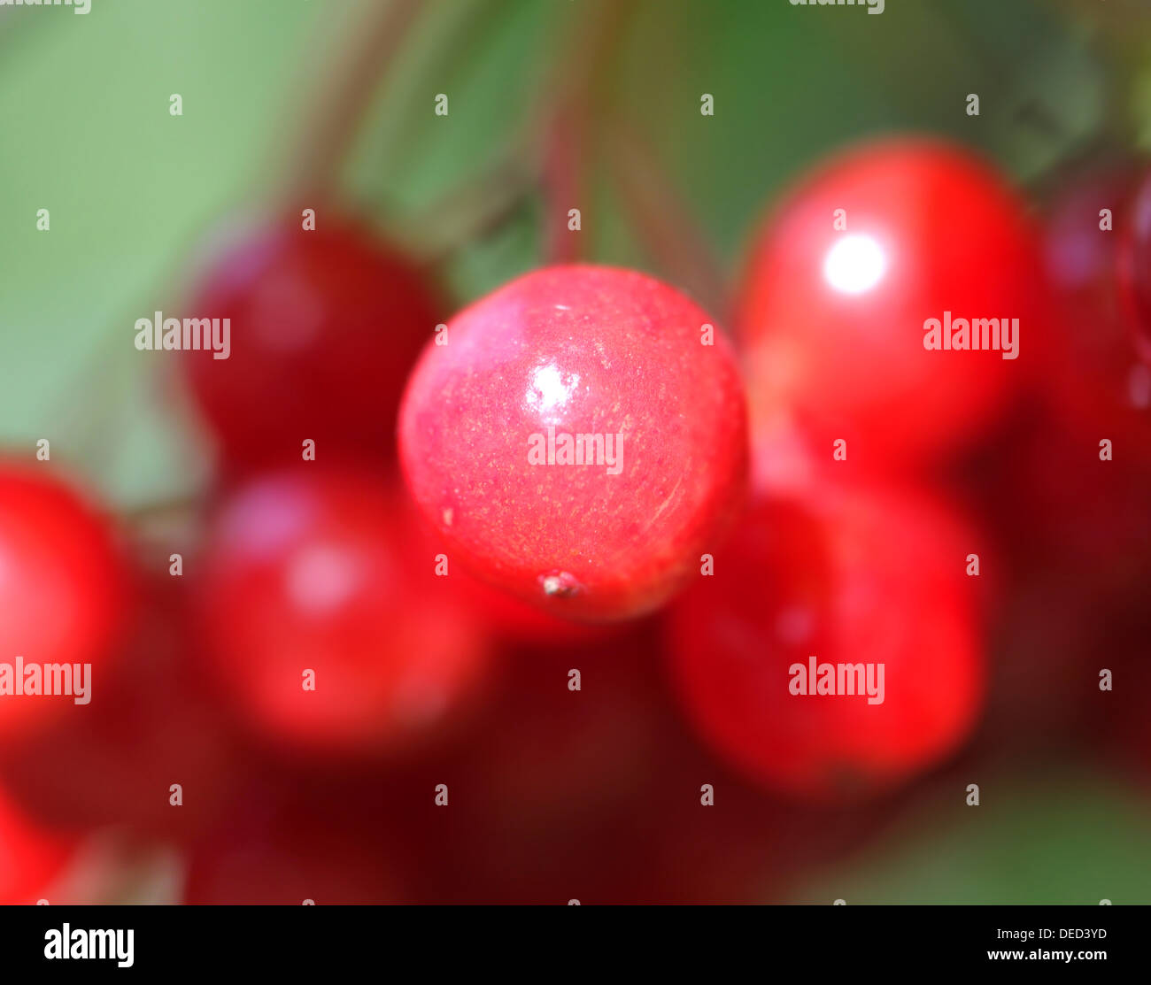 Rote Beeren von Viburnum auf rotem Grund Stockfoto