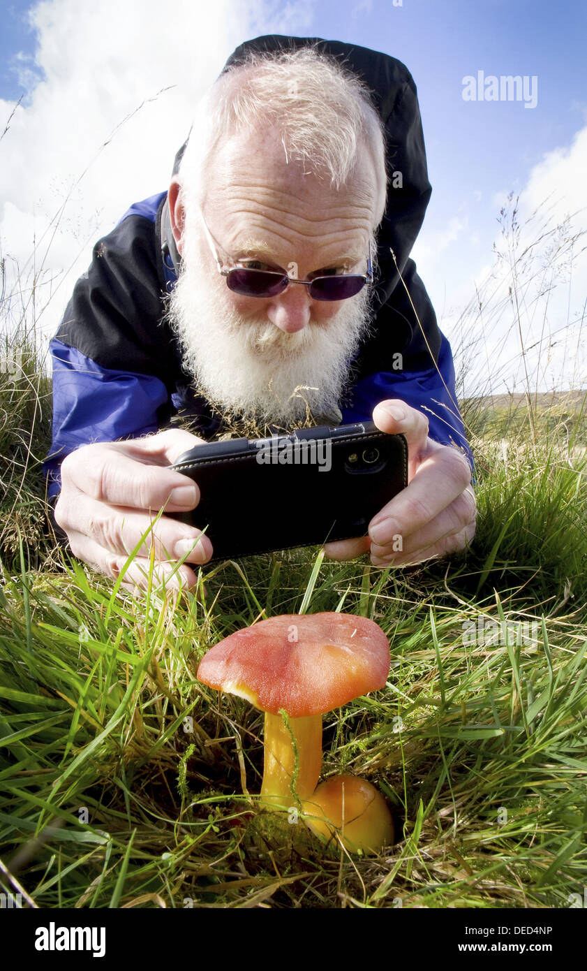 Pilze-Fan Fotos einen Waxcap Pilz in Weiden im Herbst im Peak District, Derbyshire. Stockfoto