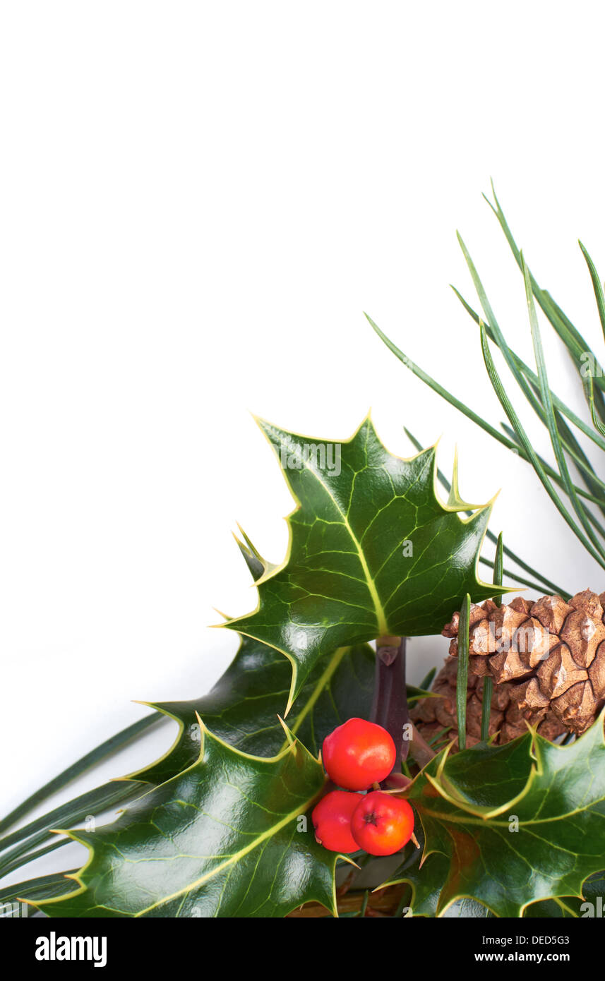 Ein Baum Tannenzweig Weihnachten, Kegel und Holly auf weißem Hintergrund. Stockfoto