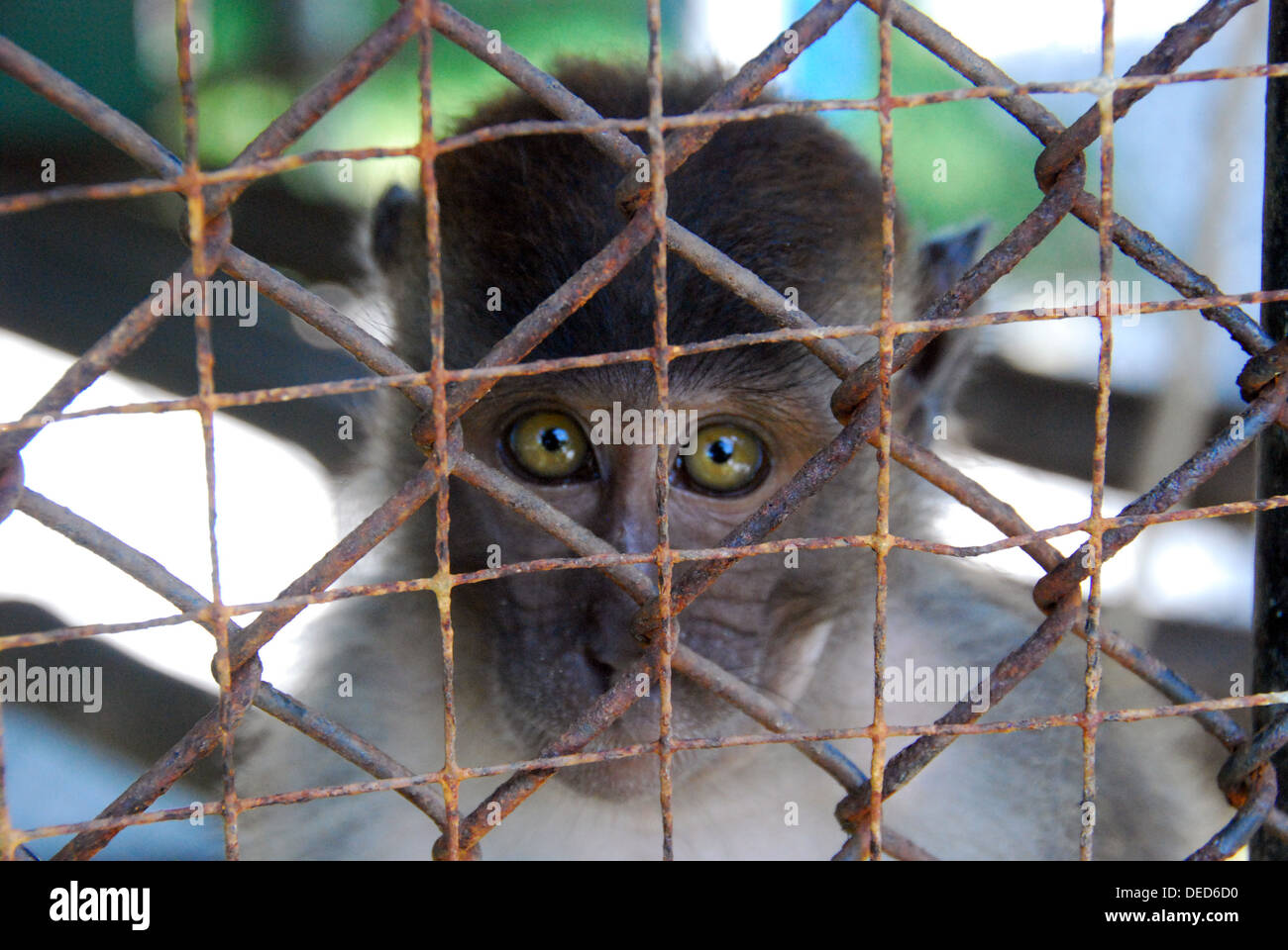 Eingesperrte Makaken-Affen in Thailand Stockfoto