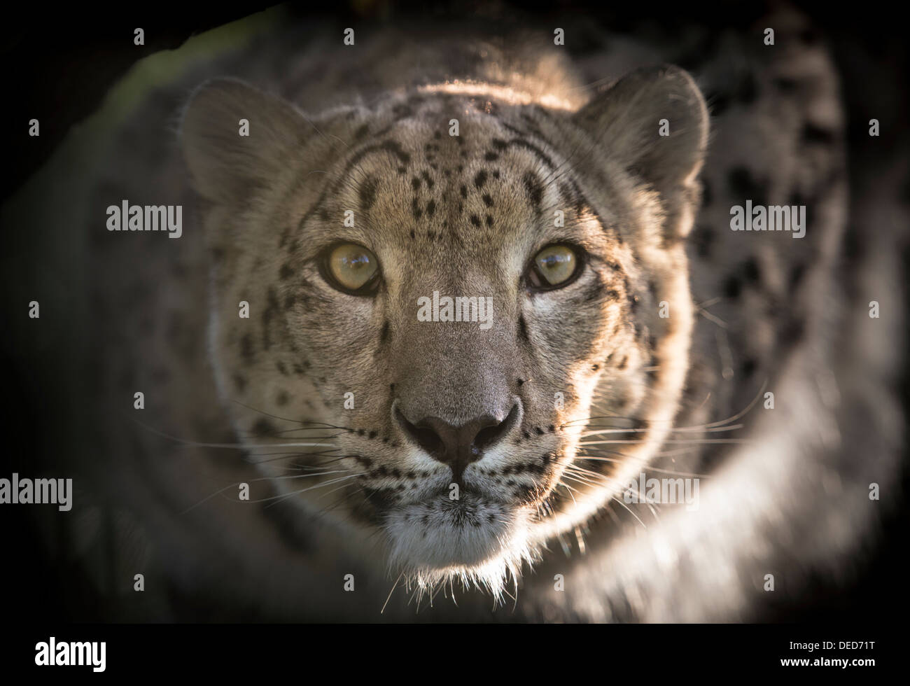 Weibliche Schneeleopard starrte in die Kamera, bereit zum Sprung Stockfoto