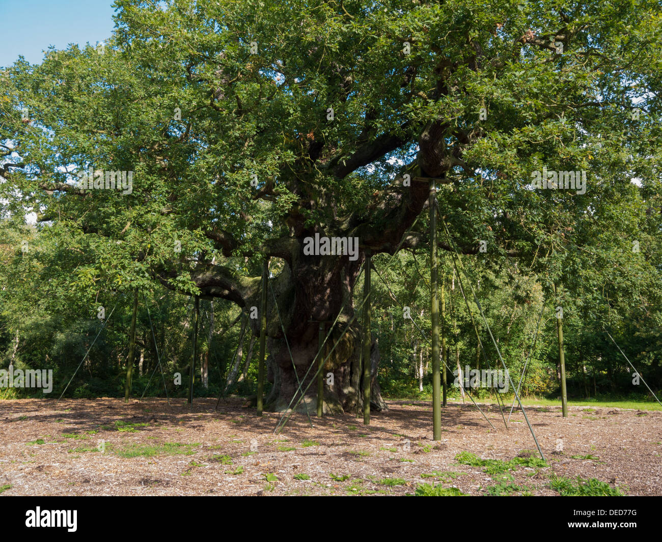 Major Oak Tree im Sherwood Forest Visitor Center in der Nähe von Nottingham. Stockfoto