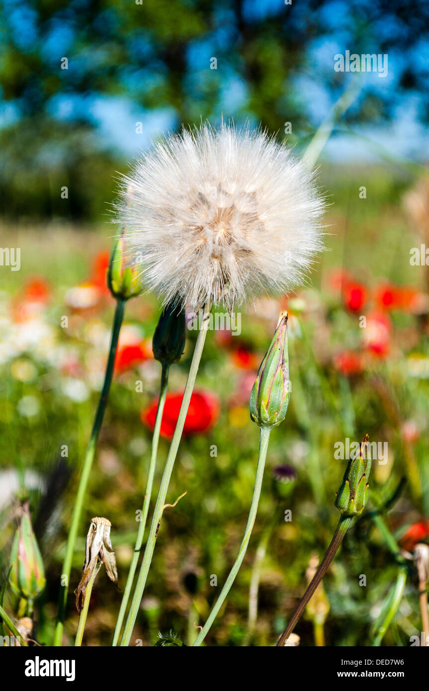 Taraxacum Officinale Diente de león Stockfoto