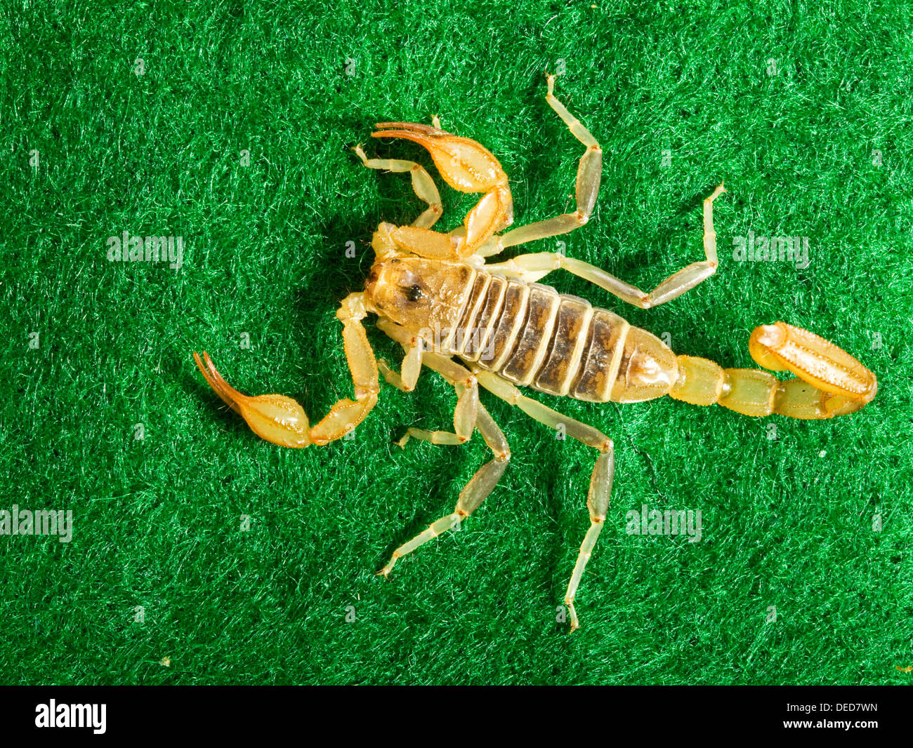 Paruroctonus Boreus, nördlichen Skorpion Stockfoto