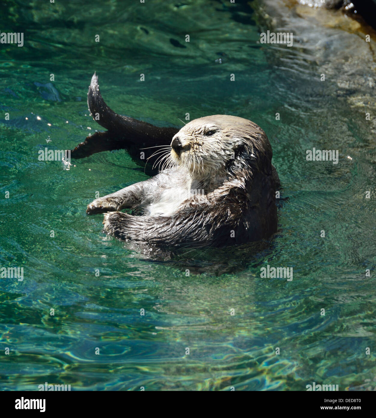 Seeotter pfote -Fotos und -Bildmaterial in hoher Auflösung – Alamy