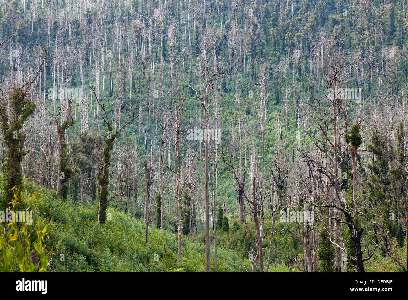 Das lebendige Nachwachsen von verbrannten schwarzer Baum Stümpfe in einem Tal-Wald. Stockfoto