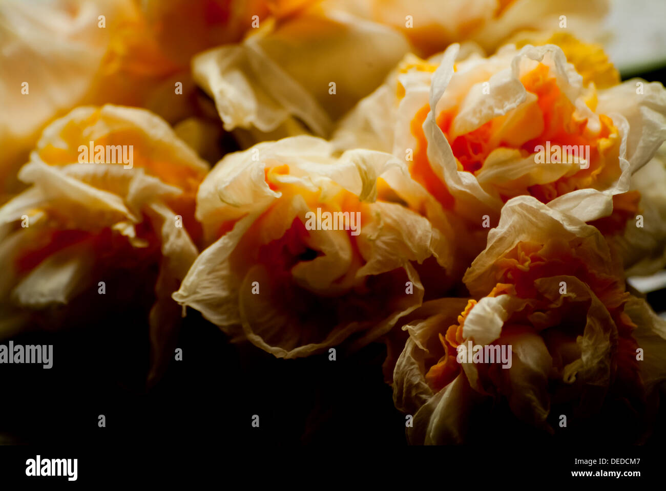 Verblassenden Blumen Stilleben 4 Stockfoto