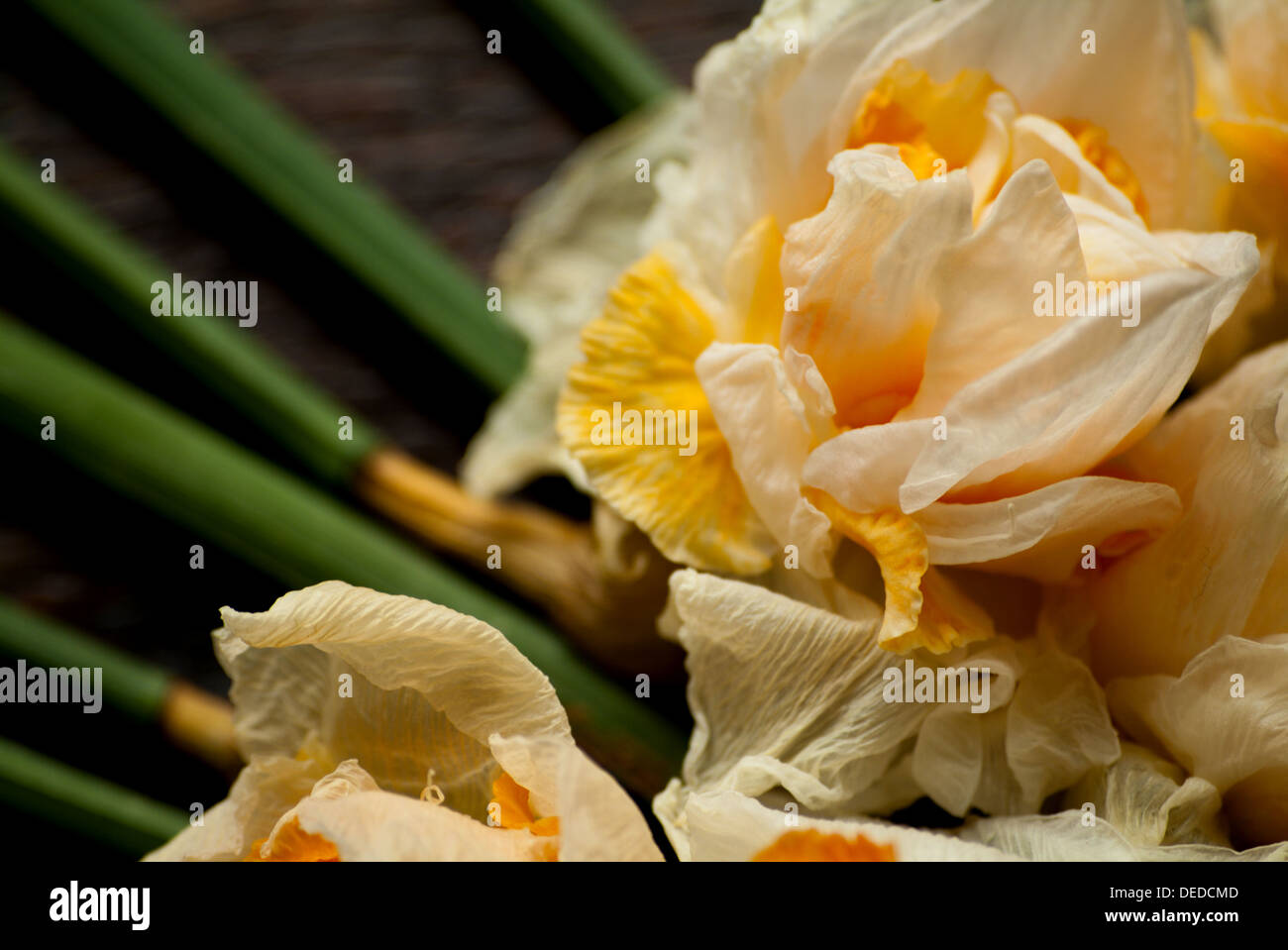 Verblassenden Blumen Stilleben 1 Stockfoto