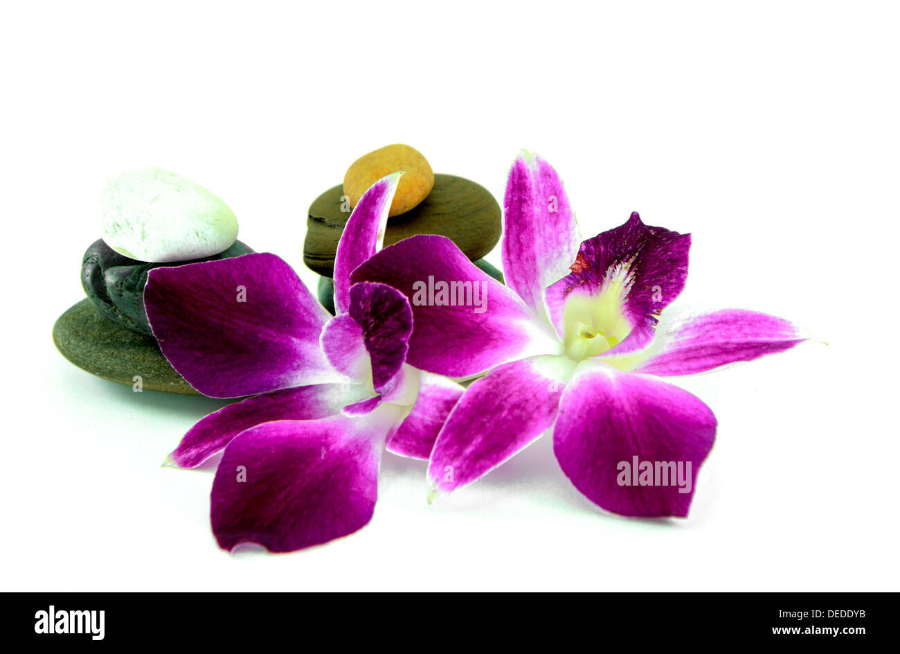 Zen Steinen und Orchidee auf dem weißen Hintergrund Stockfoto