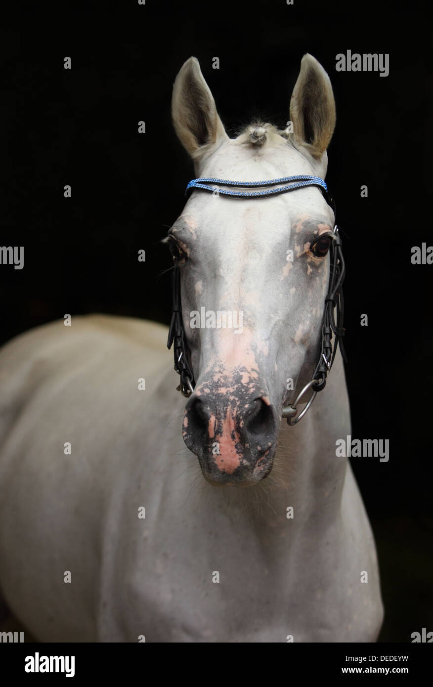 Rein spanische Pferd andalusischen Hengst (PRE) niedrige wichtige Porträt Stockfoto