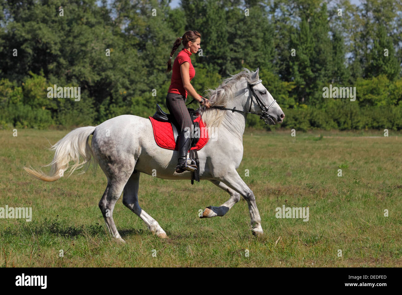 Schöne junge Frau Galopp auf einem weißen Pferd reitend Stockfoto