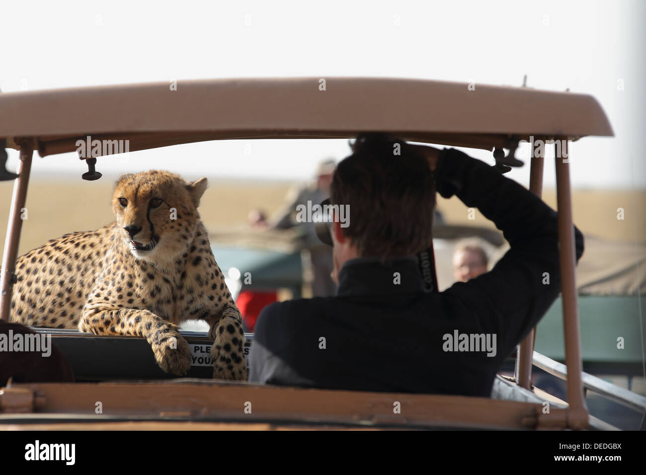 Tierwelt-Tourismus in der Masai Mara / Gepard auf touristische Fahrzeug in der Masai Mara, Afrika Stockfoto