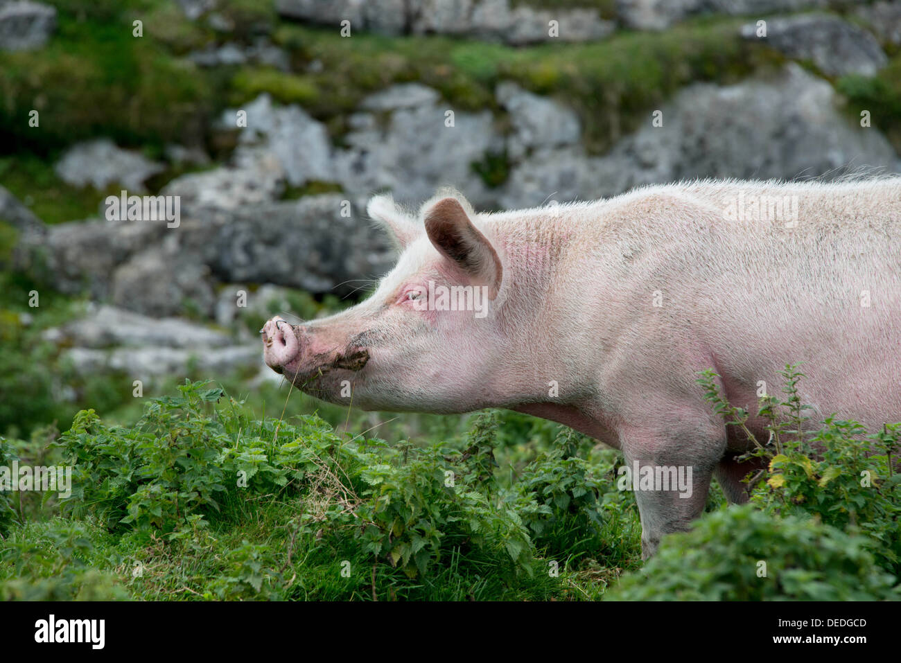 Schwein im Freien. Im Südwesten von Frankreich. Stockfoto