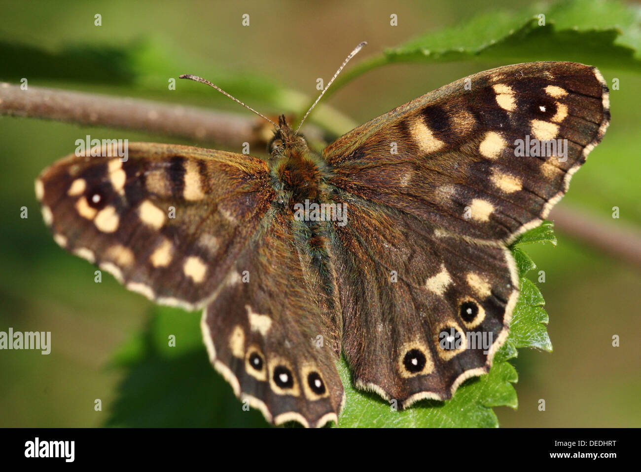 Gesprenkelte Holz Schmetterling (Pararge Aegeria) posiert auf einem Blatt Stockfoto