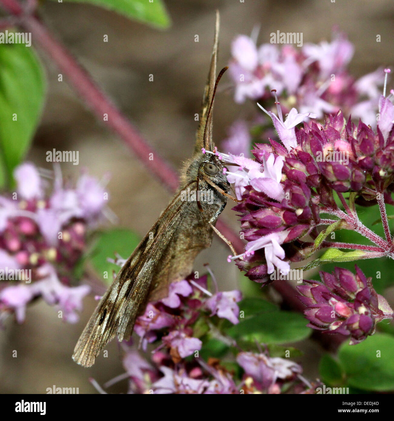 Gefleckt, Holz Schmetterling (Pararge Aegeria) auf Nahrungssuche auf einer Blume Stockfoto