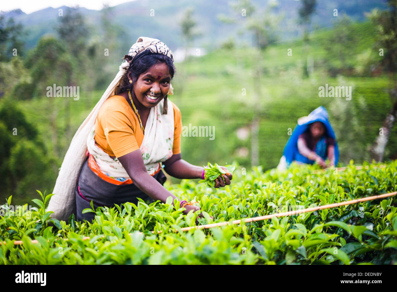 Tee-Picker in einer Teeplantage im Hügelland, Hochland, Nuwara Eliya District von Sri Lanka, Asien Stockfoto