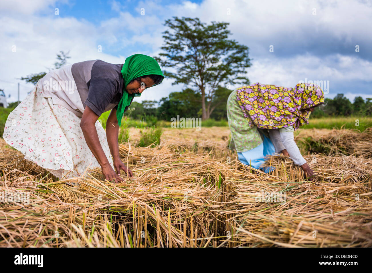 Sri Lanka Frauen arbeiten in einem Weizenfeld nur außerhalb von Dambulla, Central Province, Sri Lanka, Asien Stockfoto