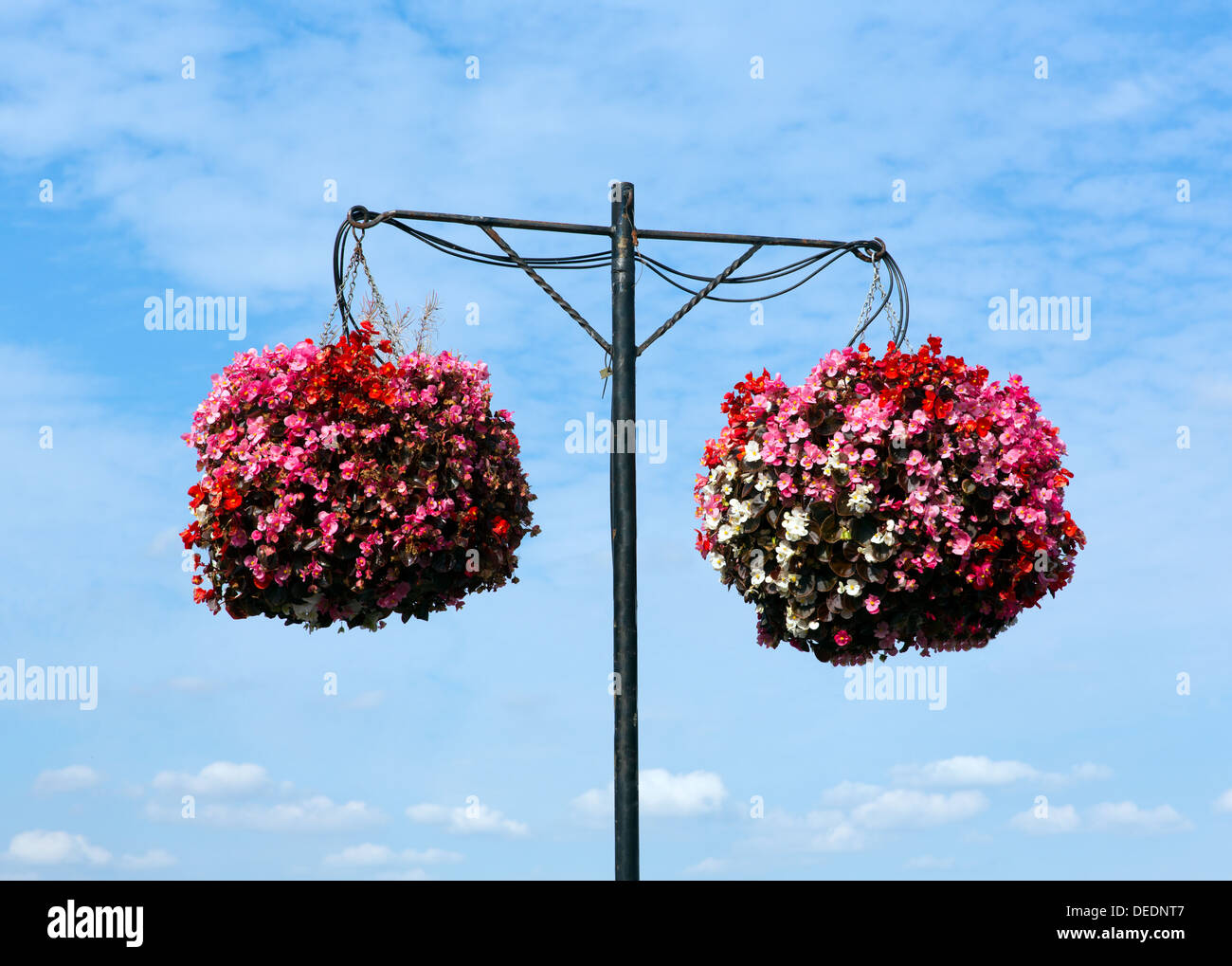 Zwei Ampeln von Bergonias mit blauem Himmel und weißen Wolken Stockfoto