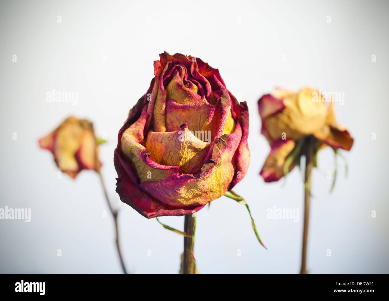 Drei verwelkten Rosen auf weißem Hintergrund mit Vignettierung. Stockfoto