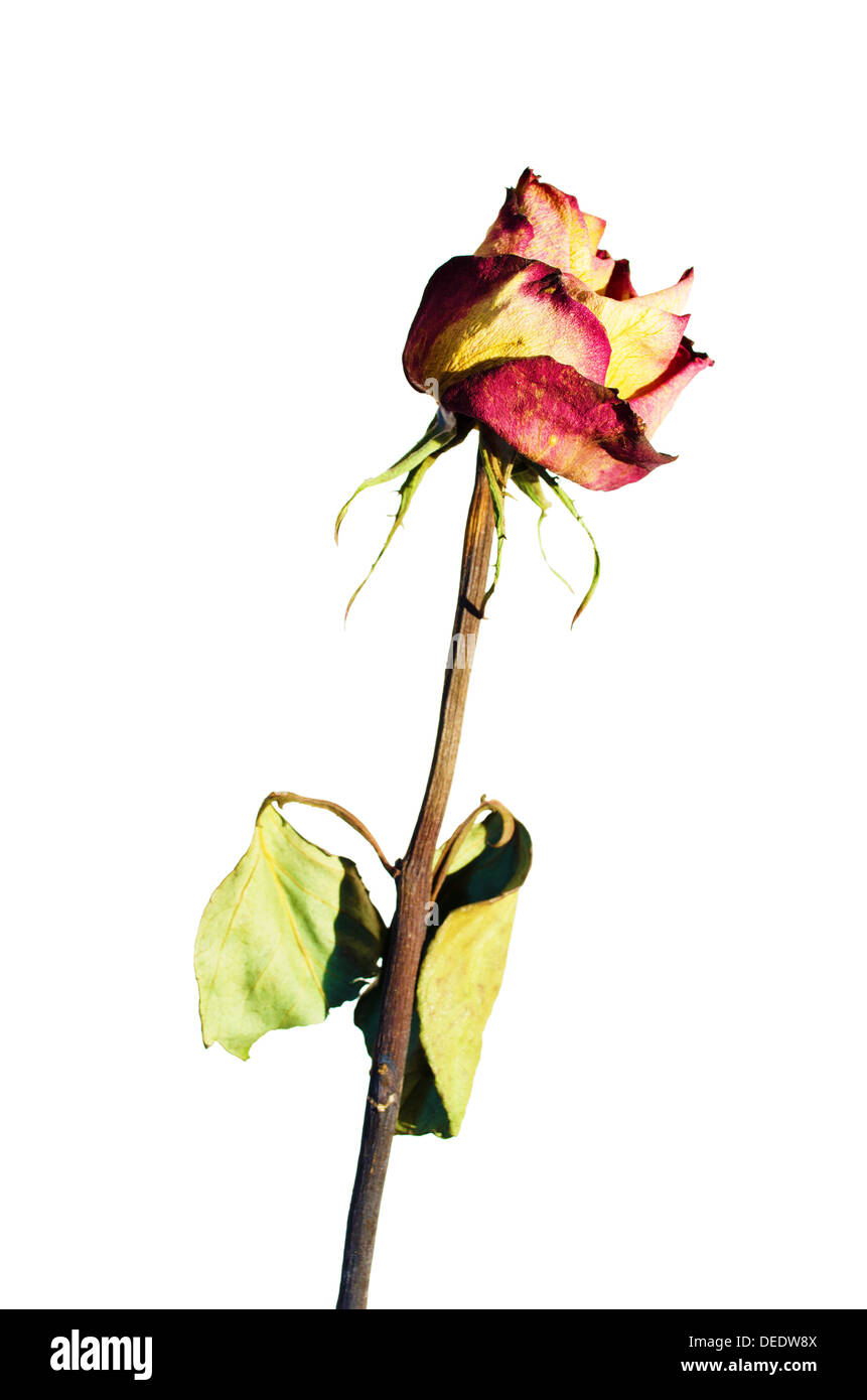 Verwelkte Rose auf weißem Grund. Stockfoto