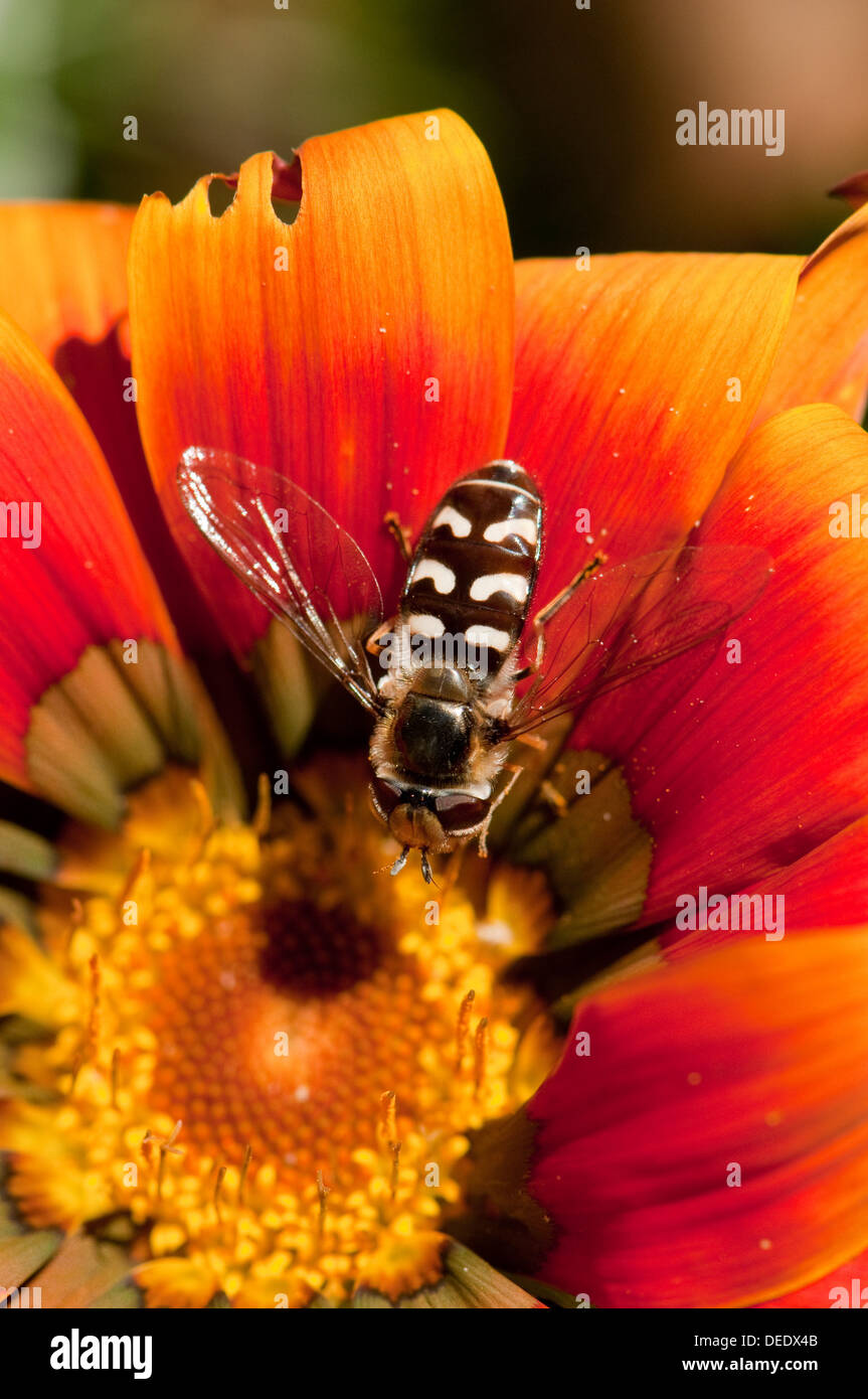 Hoverfly auf Gazanien Blume Stockfoto