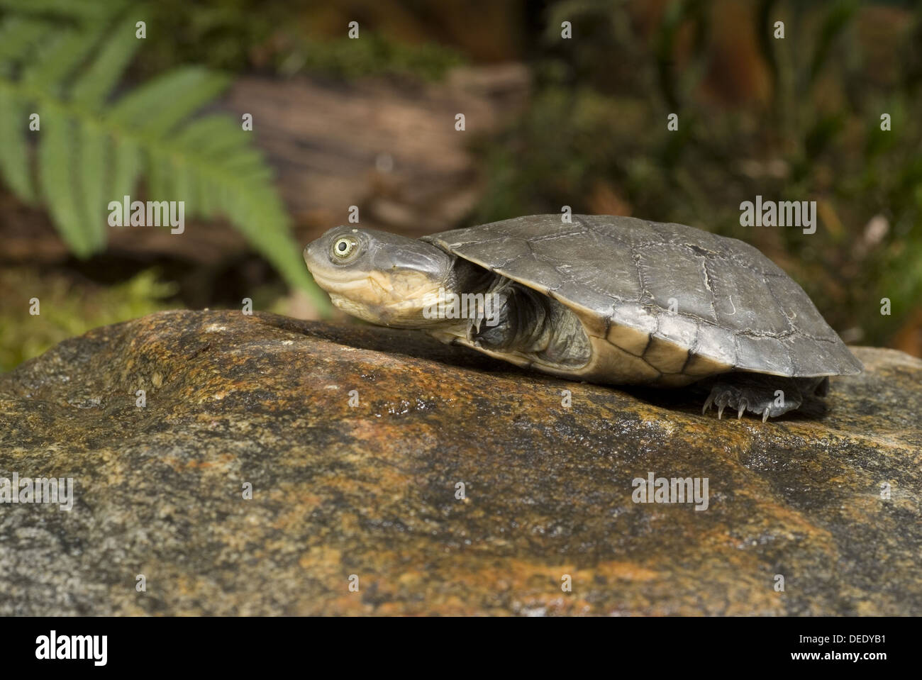 Afrikanische Seitenhalsschildkrote Stockfotos Und Bilder Kaufen Alamy