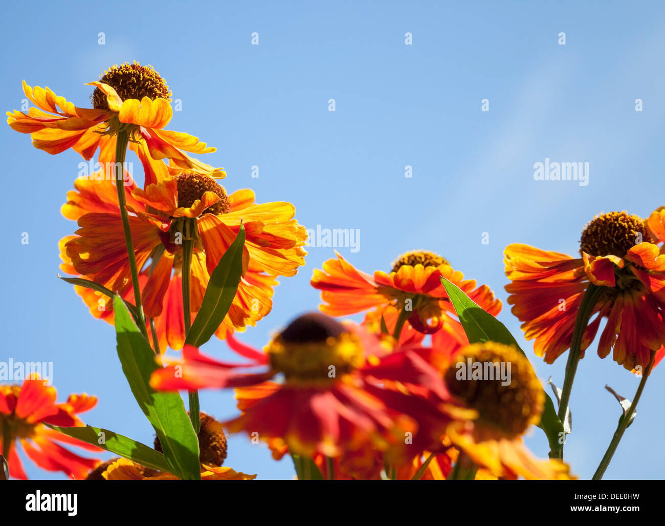 Leuchtend rot und orange Helenium-Blüten in der Sonne über dem blauen Himmel Stockfoto