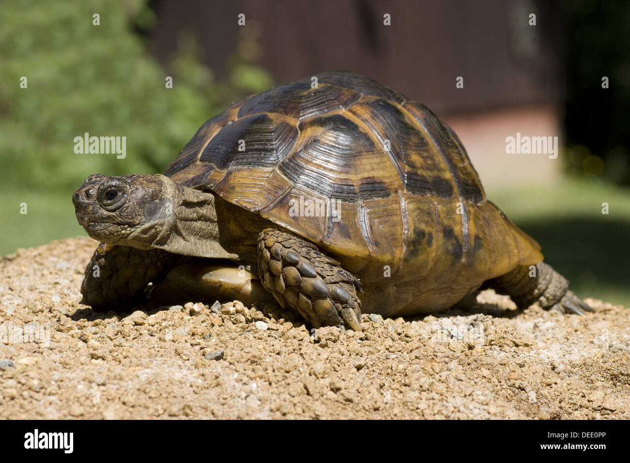 Mediterrane Sporn-thighed Tortoise, Testudo Graeca ibera Stockfoto