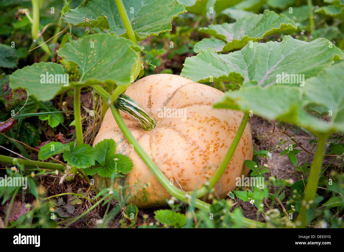 Einzigen großen Kürbis wachsen im Boden Stockfoto