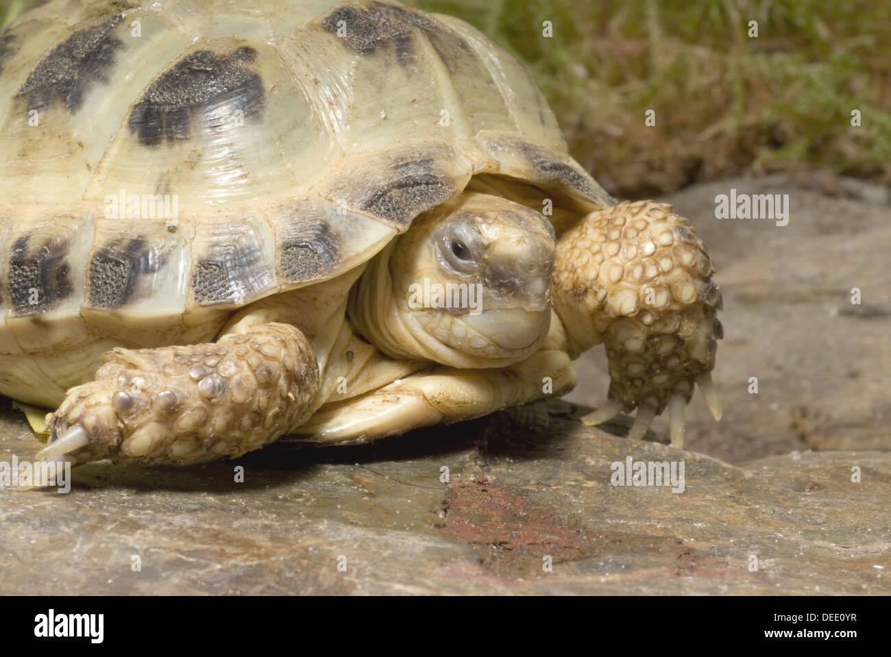 Russische Schildkröte Testudo horsfieldi Stockfoto