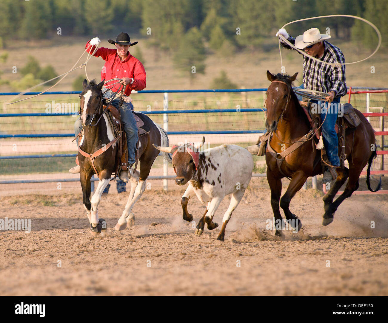 Bryce Rodeo, Bryce, Utah, Vereinigte Staaten von Amerika, Nordamerika Stockfoto