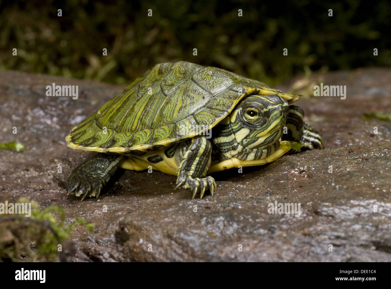 Cumberland Slider, ist Scripta troostii Stockfoto