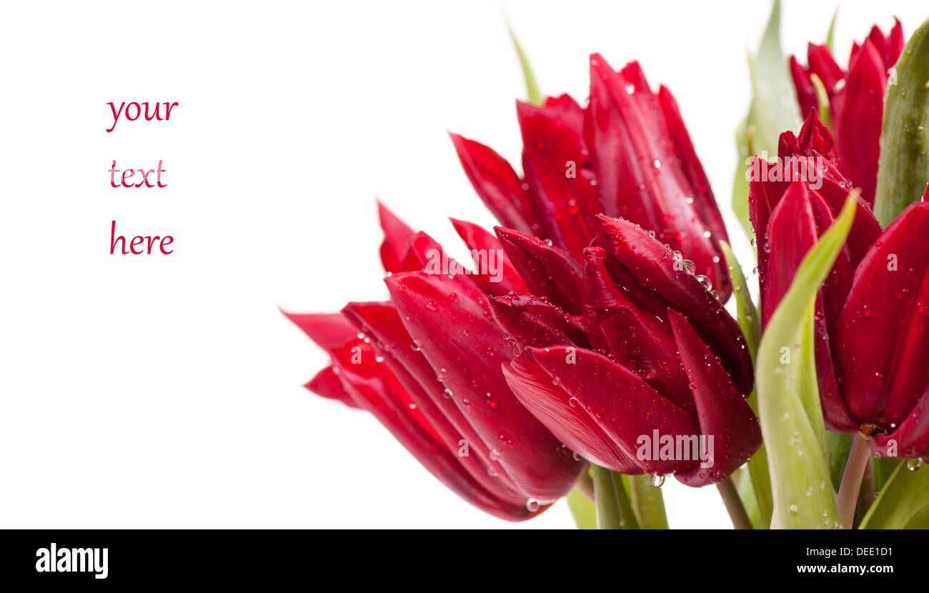 Rote Tulpe Bouquet und Text freier Speicherplatz Stockfoto