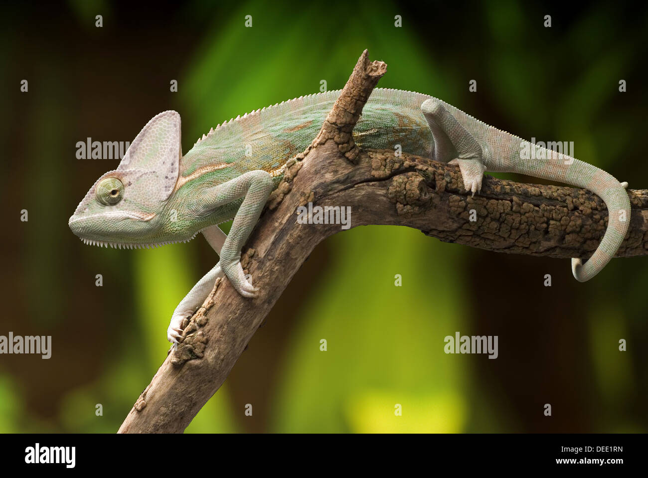 Jemenchamäleon Chamaeleo calyptratus Stockfoto