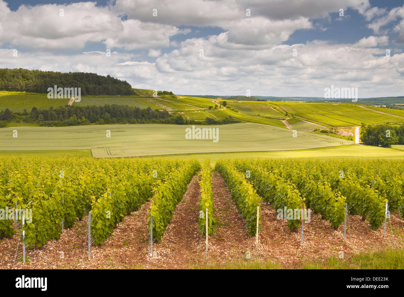 Weinberge der Champagne in der Côte des Bar-Bereich der Aube, Champagne-Ardenne, Frankreich, Europa Stockfoto