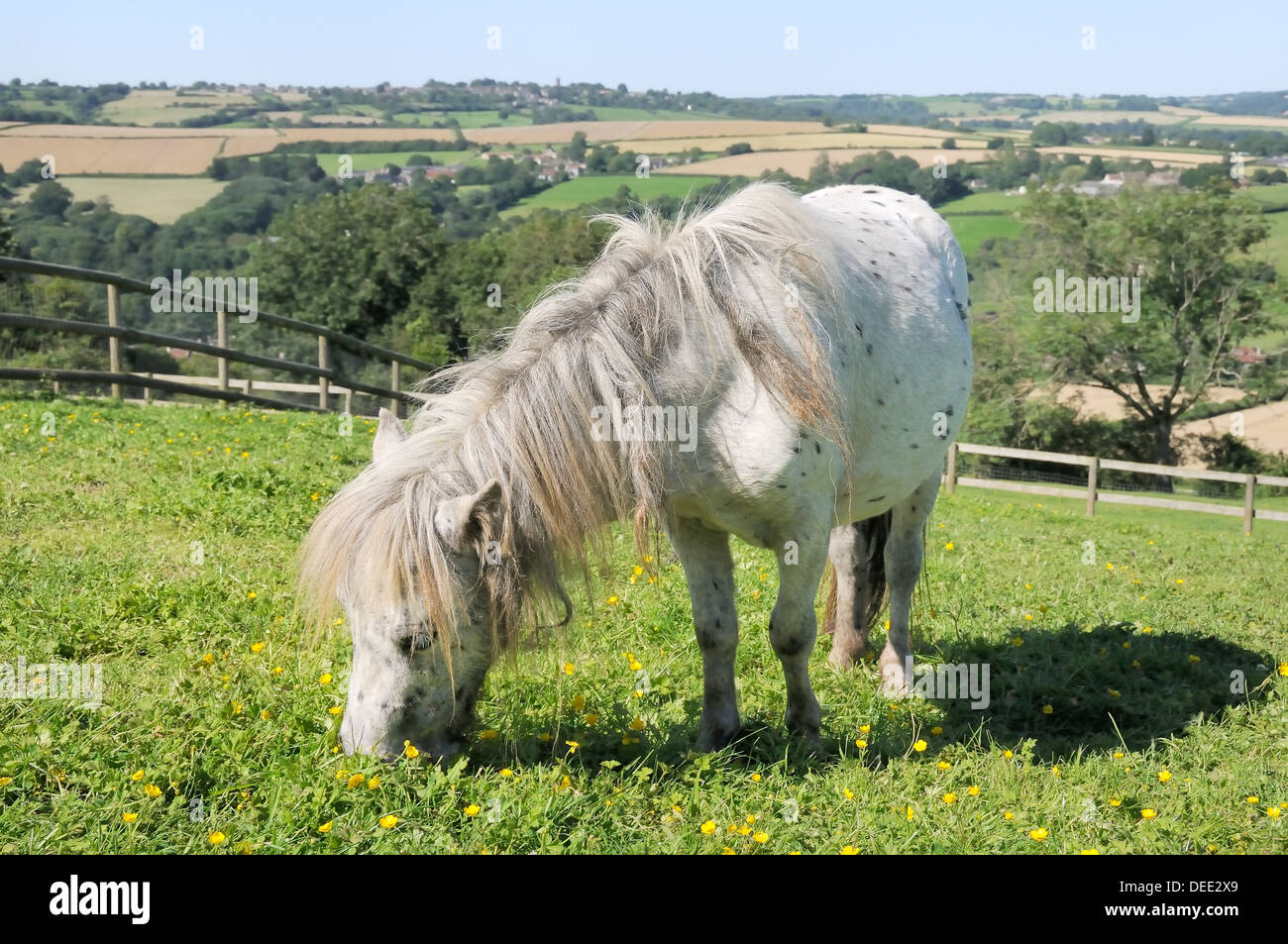 American Miniature Horse (Equus Caballus) Stute Weiden (Ranunculus Acris) auf einem Hügel, Wiltshire, England, UK Stockfoto