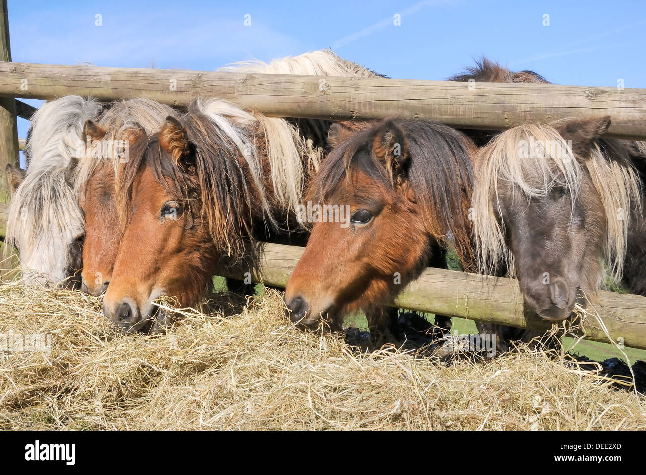 Reihe von fünf Amerikanische Miniaturpferde (Equus Caballus) erreichen durch einen hölzernen Zaun zu essen Heu, Wiltshire, England, UK Stockfoto