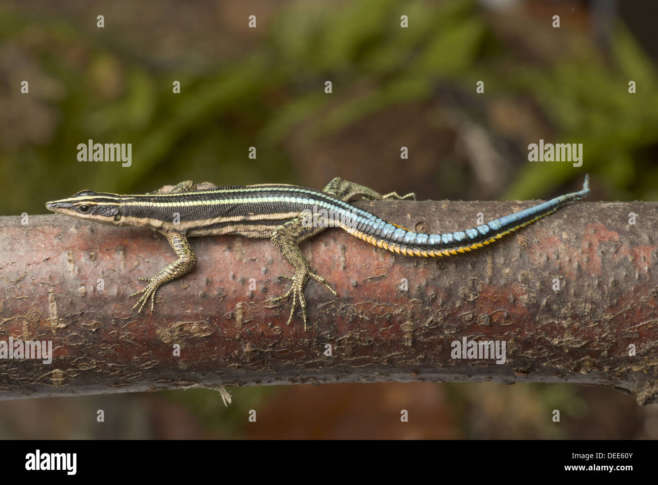 Neon Blue-tailed Baum Eidechse, Holaspis aus Stockfoto