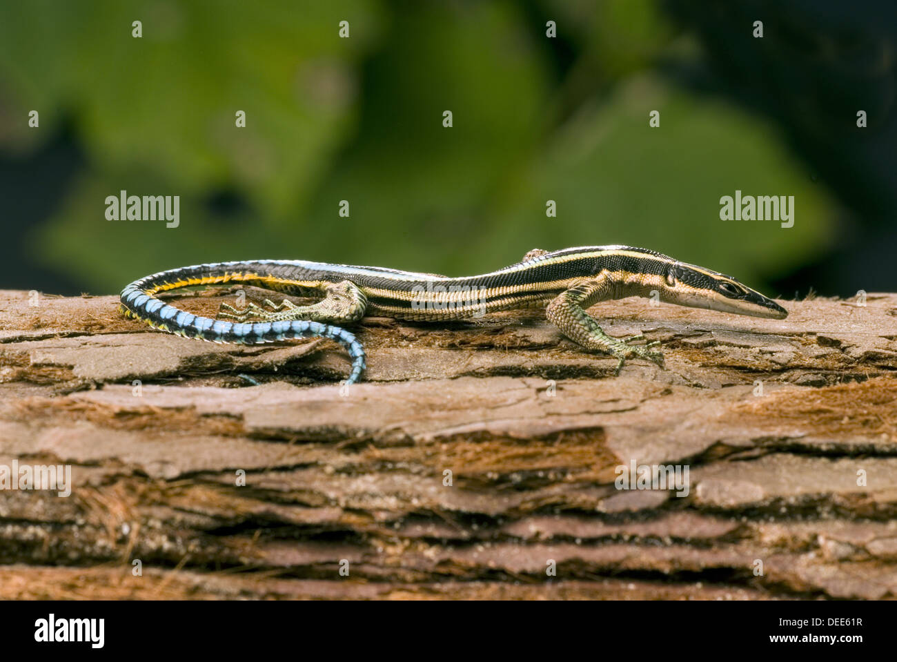 Neon Blue-tailed Baum Eidechse, Holaspis aus Stockfoto