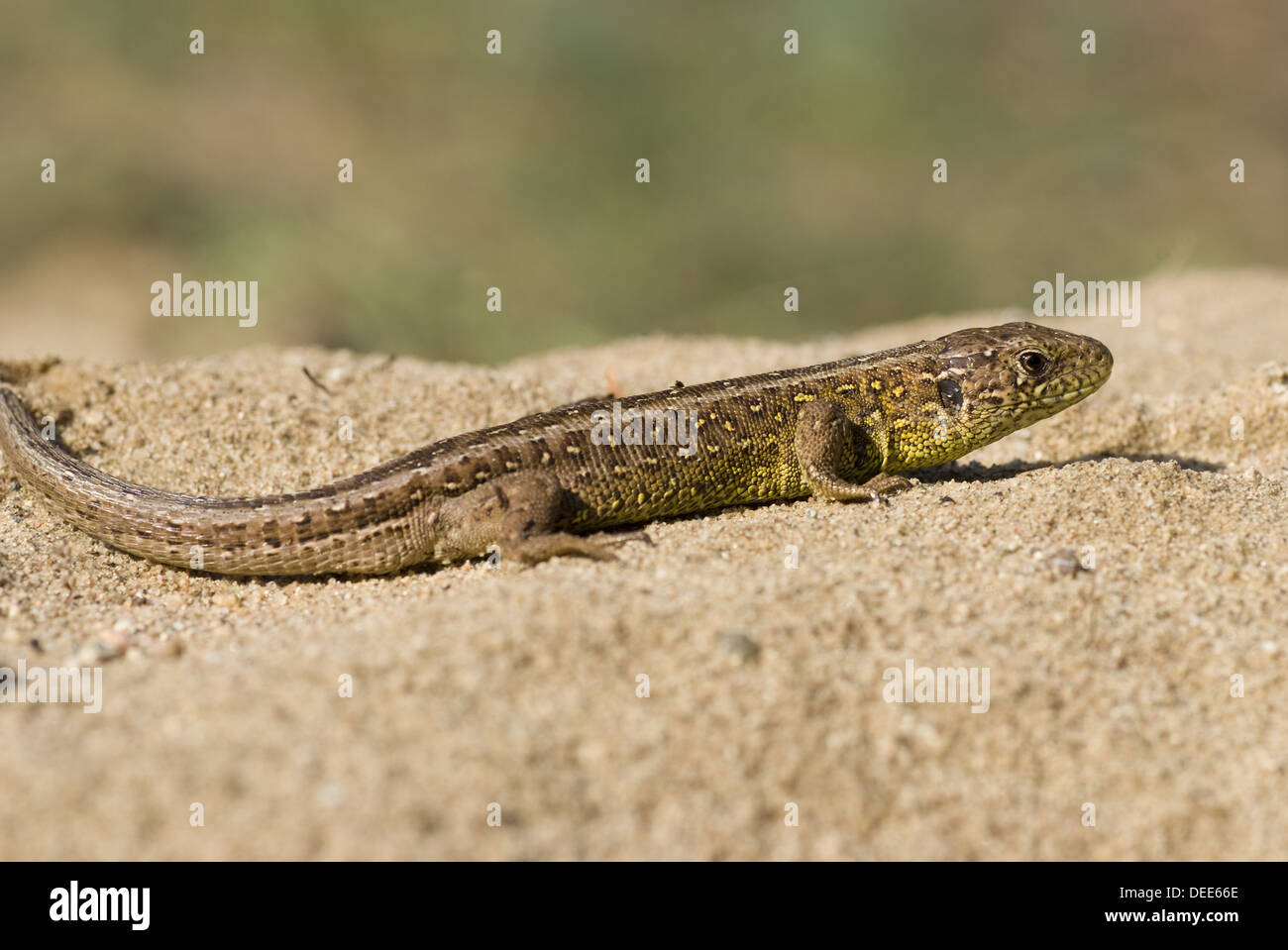 Sand-Eidechse, Lacerta agilis Stockfoto