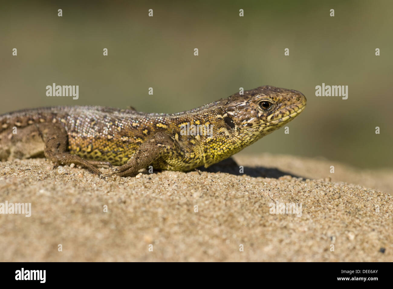 Sand-Eidechse, Lacerta agilis Stockfoto