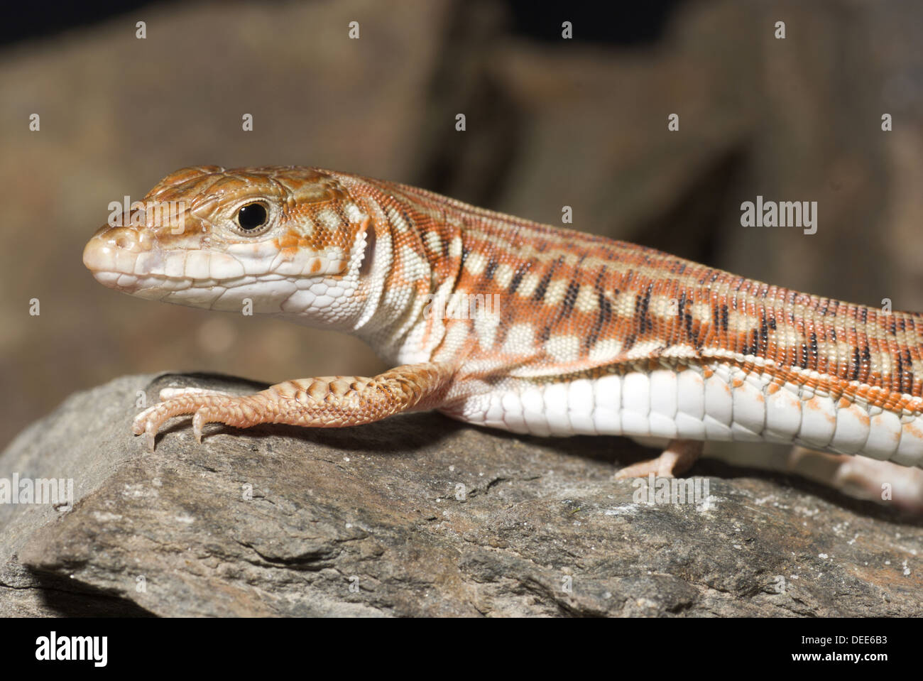 Lackierte lange Tailed Eidechse, Latastia longicaudata Stockfoto