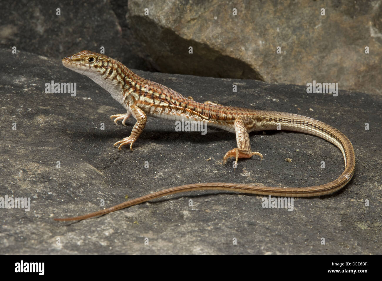 Lackierte lange Tailed Eidechse, Latastia longicaudata Stockfoto