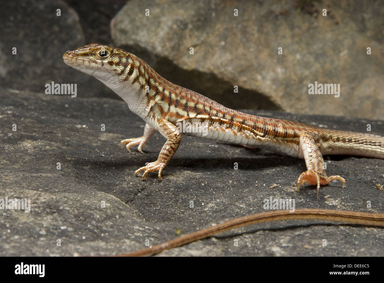 Lackierte lange Tailed Eidechse, Latastia longicaudata Stockfoto