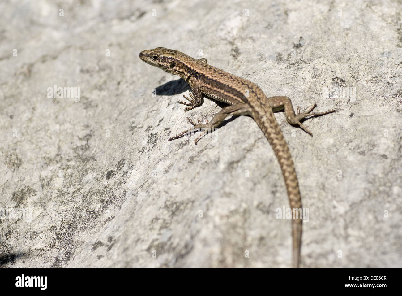 Gemeinsamen Mauereidechse Podarcis muralis Stockfoto