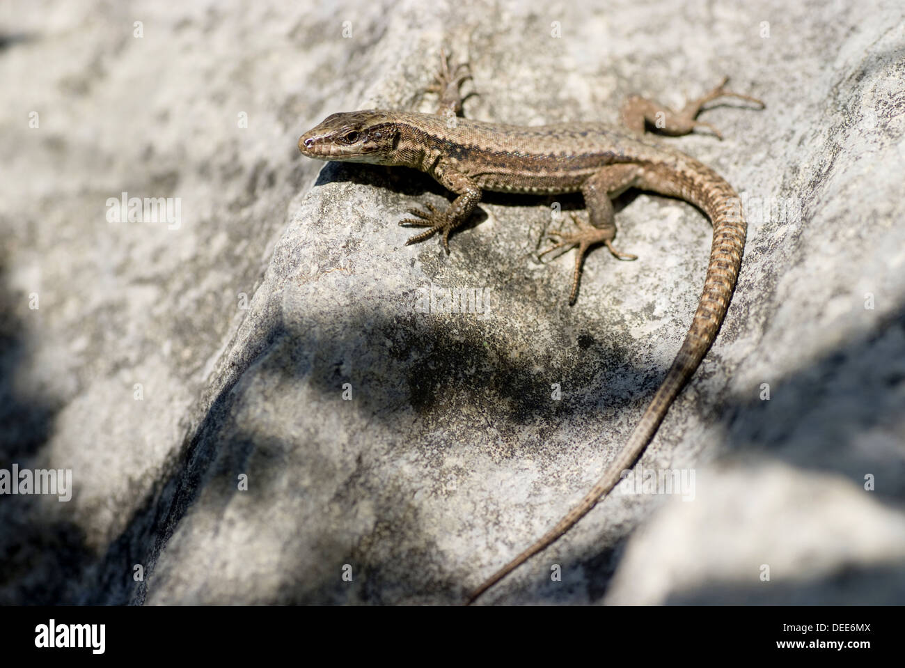 Gemeinsamen Mauereidechse Podarcis muralis Stockfoto