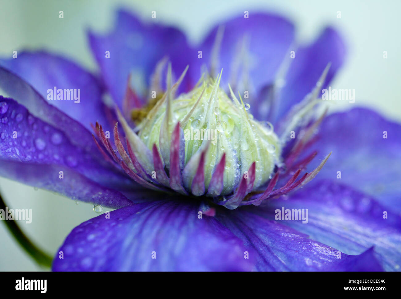 Eine Blume lila Clematis. Stockfoto