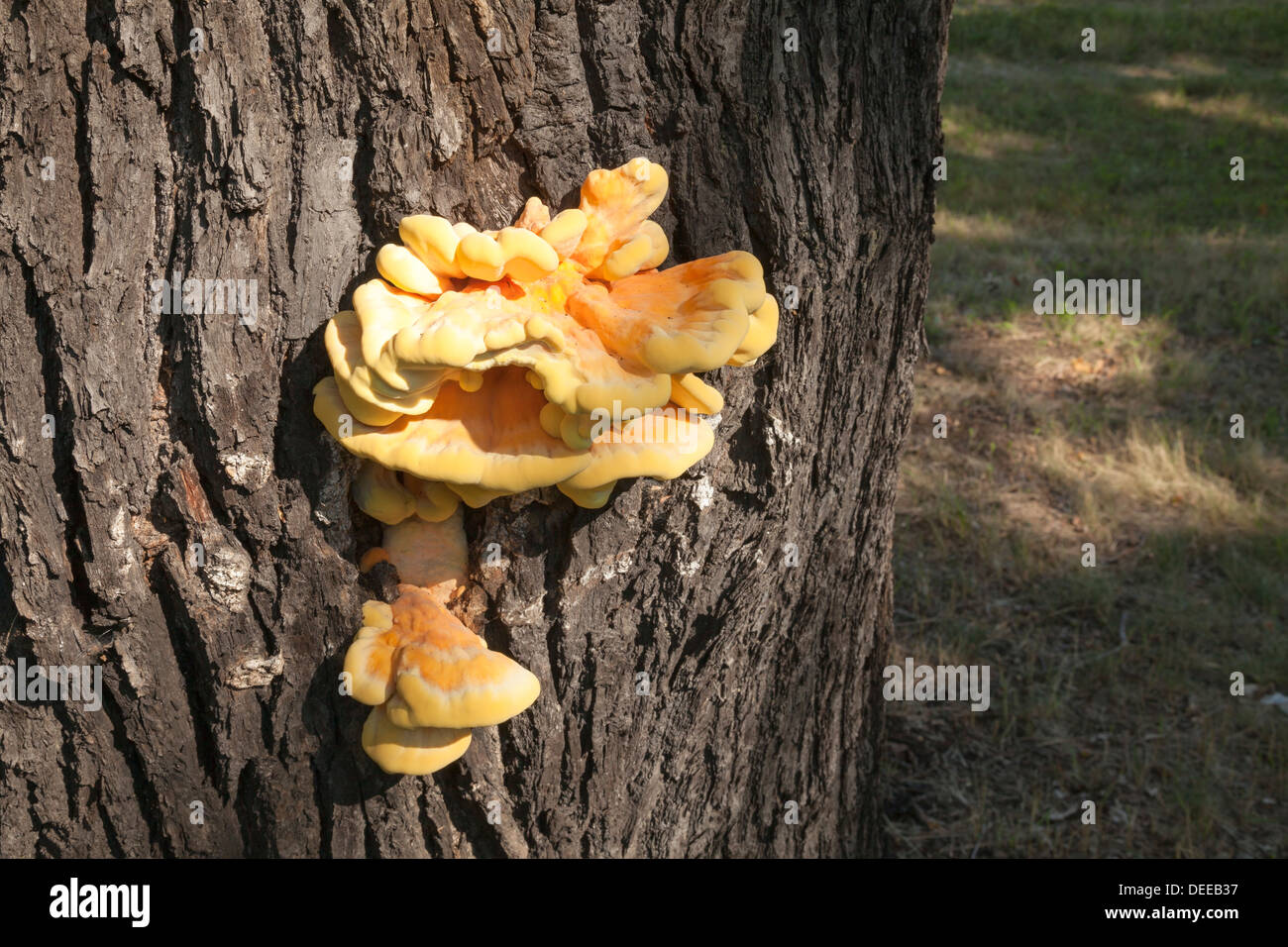 Laetiporus Sulphureus Pilz, Huhn des Waldes Stockfoto