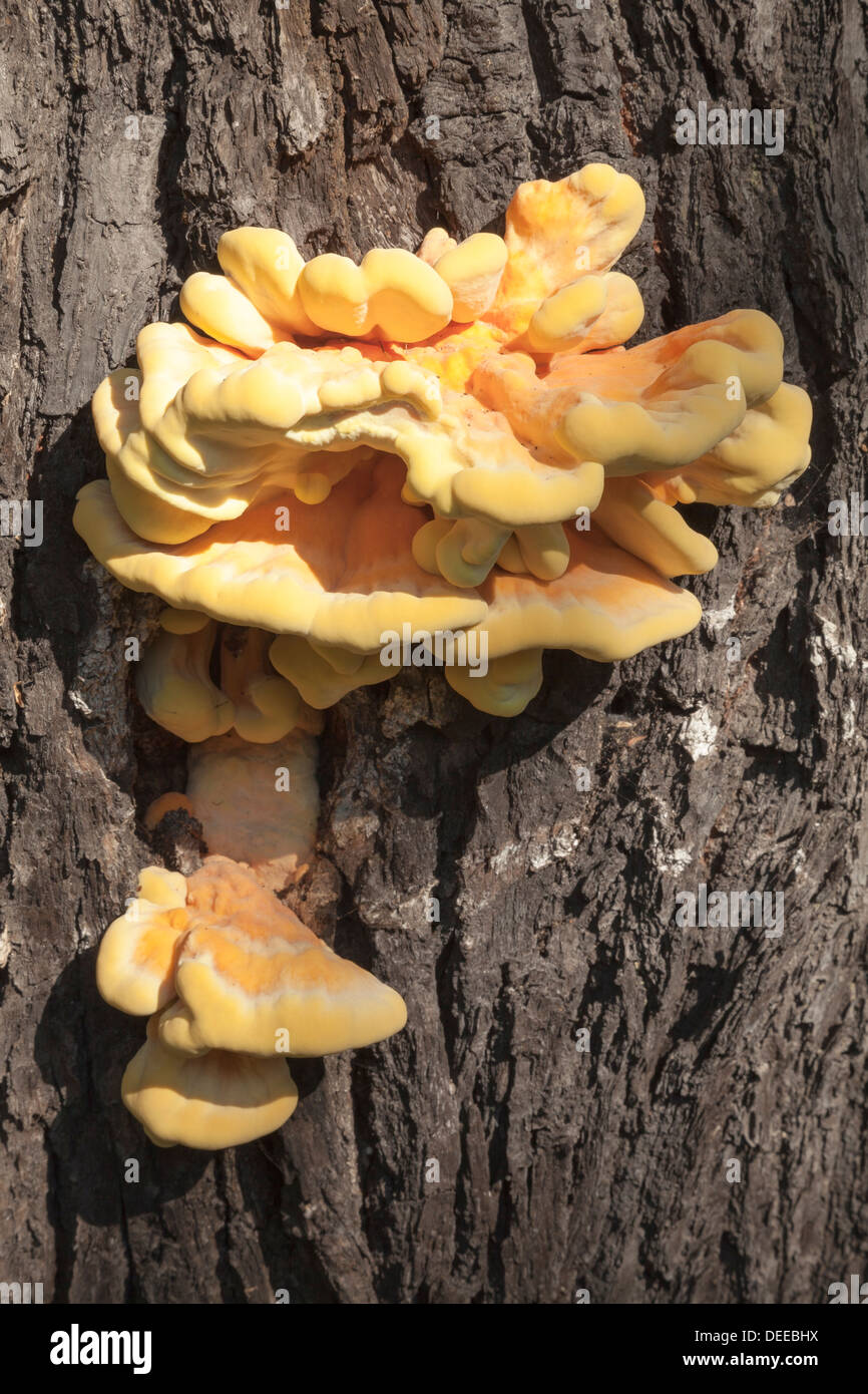 Laetiporus Sulphureus Pilz, Huhn des Waldes Stockfoto